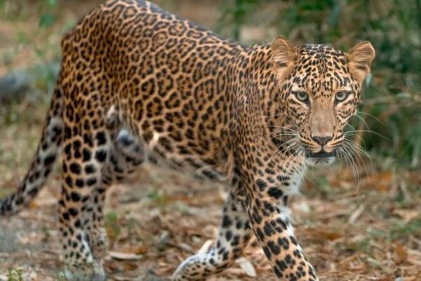 വന്യജീവിയുടെ ആക്രമണമെന്ന് സംശയം; കാളികാവിൽ ടാപ്പിംഗിനിറങ്ങിയ തൊഴിലാളിയുടെ മൃതദേഹം കണ്ടെത്തി